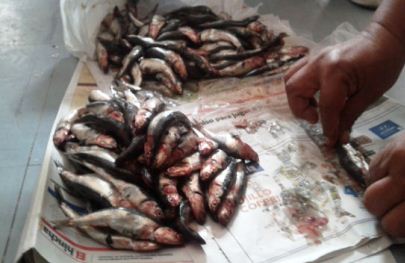 peladilla-denuncia-pesca-ilegal